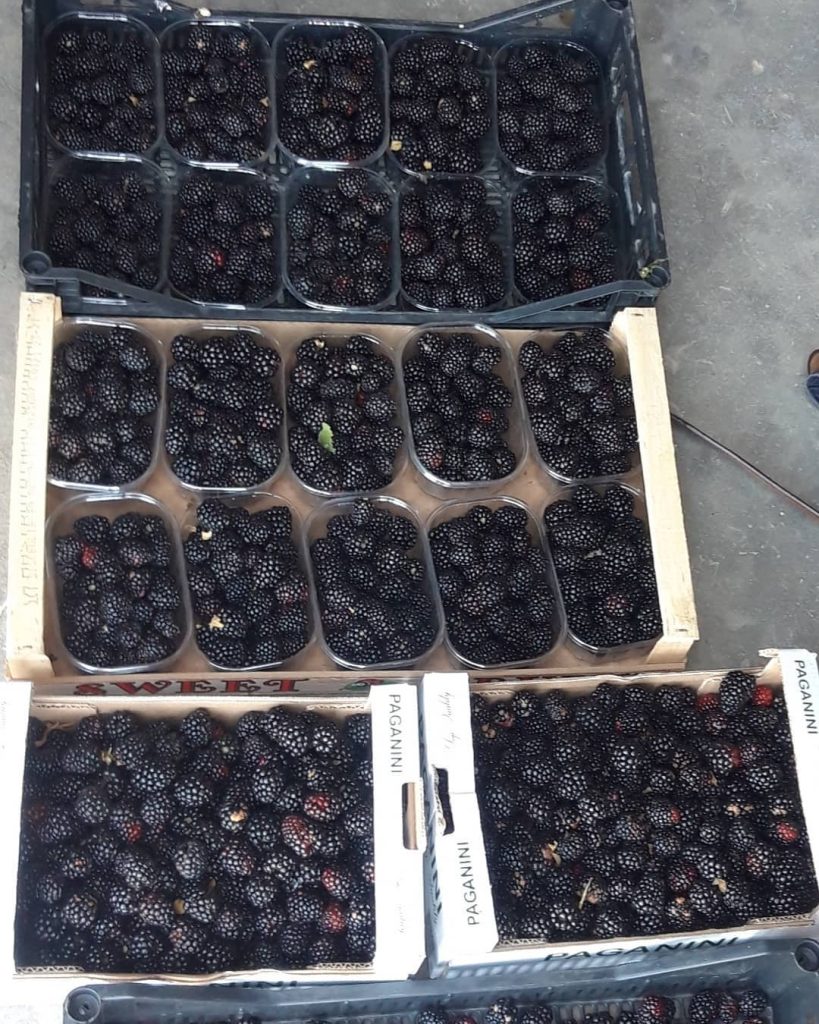 Vendita frutta fresca a San Donà di Piave