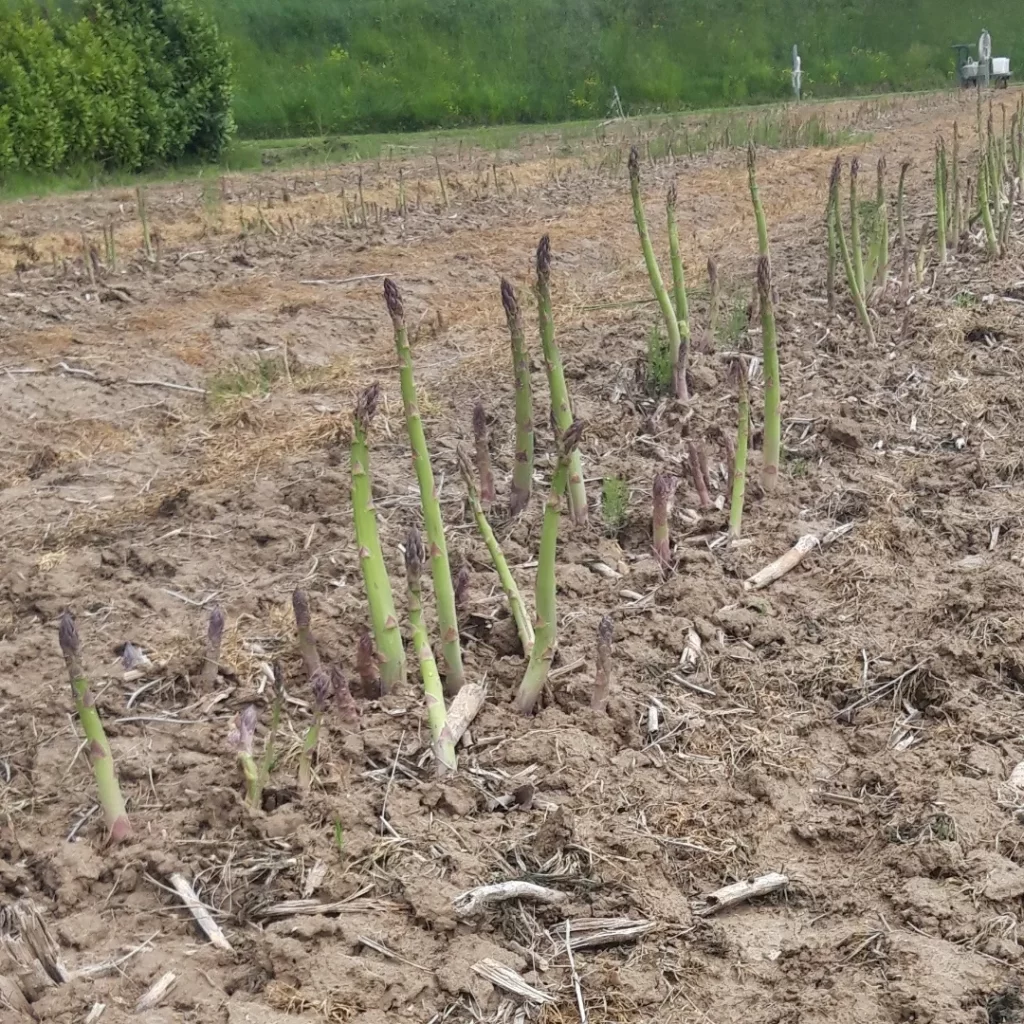Prodotti ortofrutticoli a San Donà di Piave